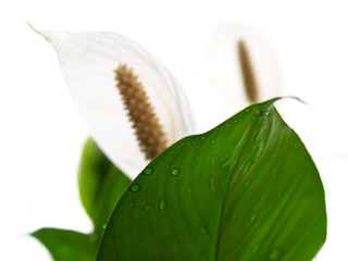 white petal on the white