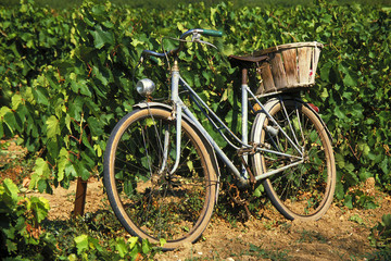 Fototapeta na wymiar rower w winnicy