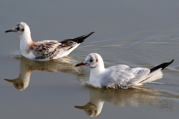 two floating seagulls.