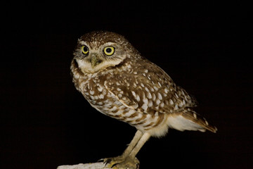 burrowing owl