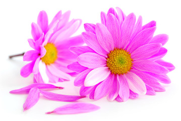 pink flowers - Powered by Adobe