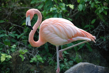 flamingo