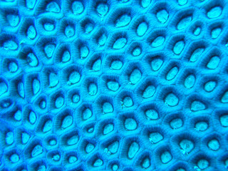 korallenstruktur