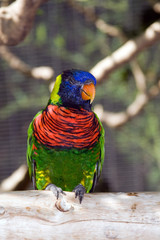 australian rainbow lorikeet