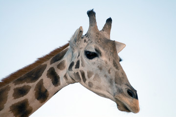 giraffe close-up