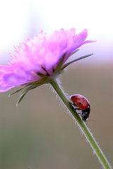 ladybug