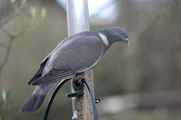 wood pigeon