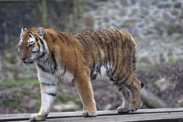 walking tiger