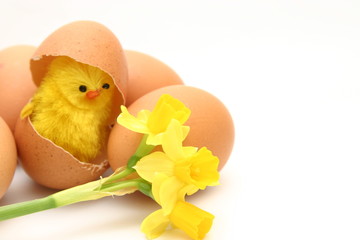 chicken, egg and flowers