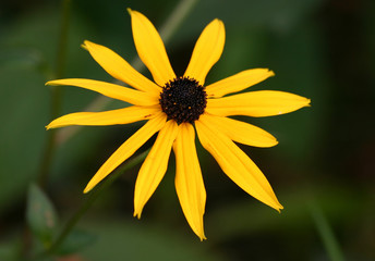 yellow beauty - shallow dof