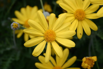 fleurs dans un parc en angleterre