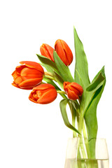 bunch of tulips in vase against white.