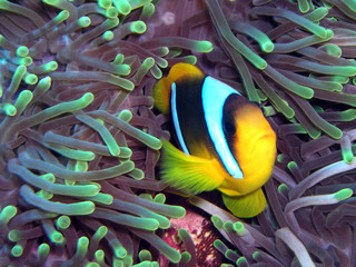 rotmeer-anemonenfisch