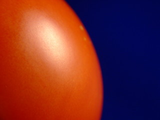 tomato close up on blue