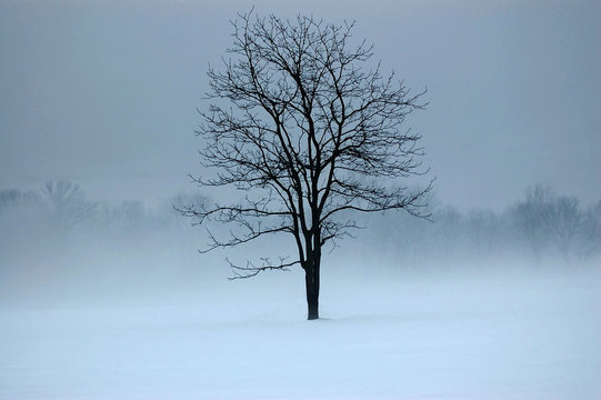 Mystic Tree