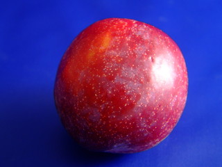 plum single blue 2