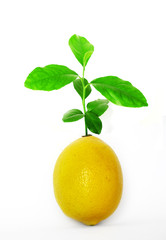impossible lemon tree