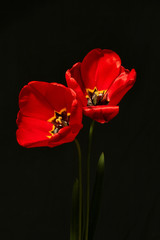 tulipes rouges 01