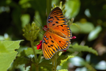 orange and black butterfly
