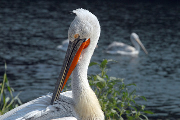 the pelican cleans feathers on coast of a reservoir
