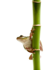 Naklejka premium frog on bamboo