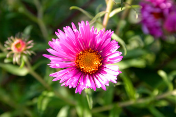 Obraz premium sommerasternblüten