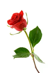Papier Peint photo autocollant Roses rose rouge de la Saint-Valentin avec de la rosée
