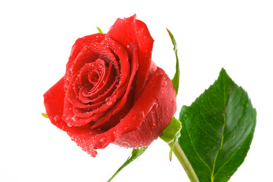 red valentine rose with dew