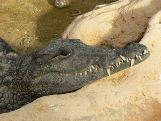 Obraz premium crocodile
