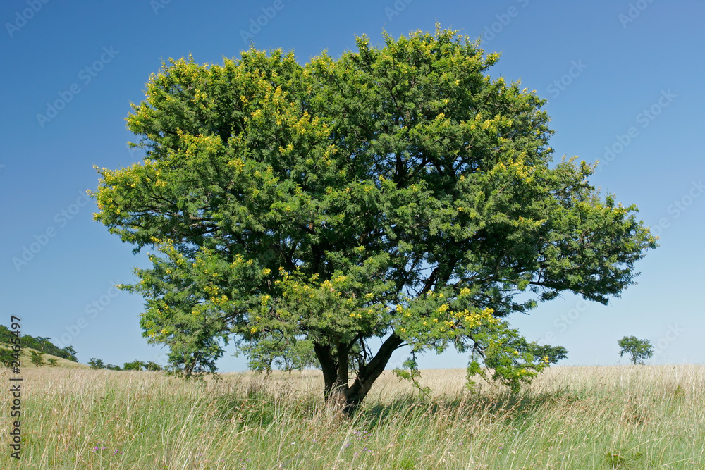 Sticker african acacia tree