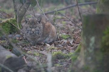 lynx roux (bobcat) en forêt