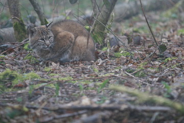 Naklejka premium lynx roux (bobcat) en forêt