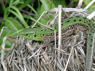 the green lizard