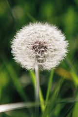 pusteblume