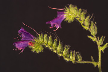 profundidade de campo