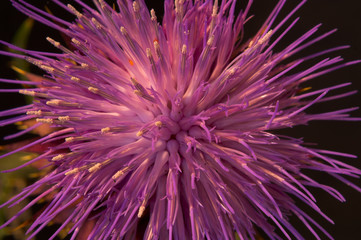 Fototapeta premium fogo de artificio