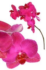 pink orchid flower