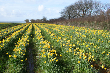 a field of daffodils, cornwall, uk