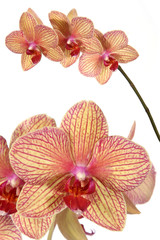 striped orchid flower