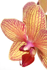Fototapeta na wymiar striped orchid flower
