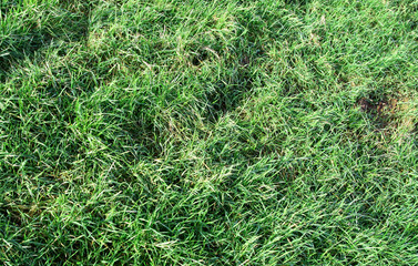 natural grass background.