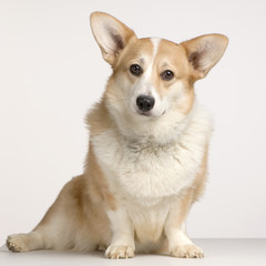 cardigan welsh corgi