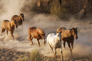 Fototapeta premium wild horses running