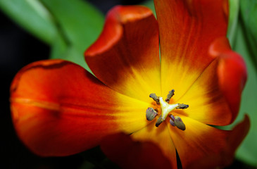 tulip 01