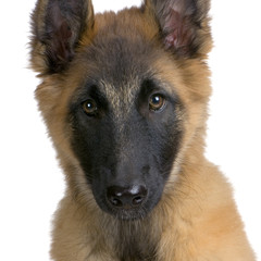 chiot tervuren