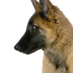 chiot tervuren