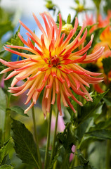 fiery dahlia