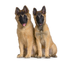 deux chiots tervuren