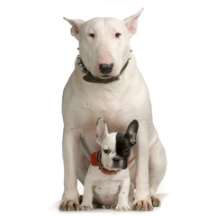 bull terrier et bulldogue français