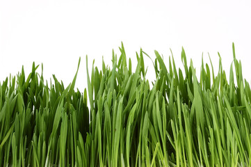 Fototapeta na wymiar young grass